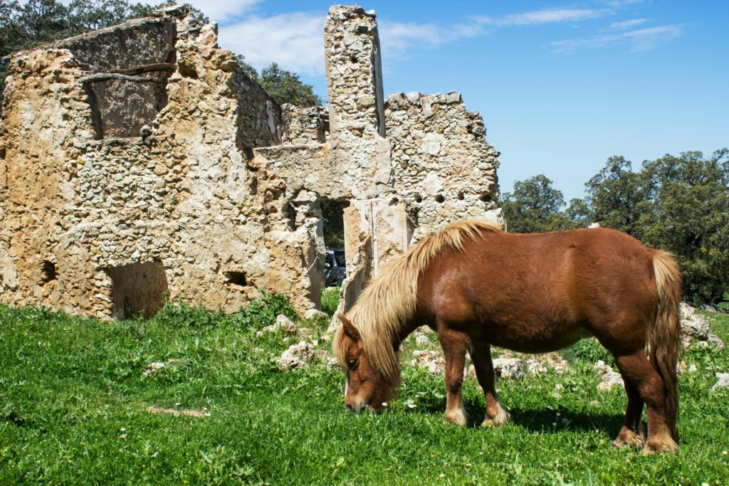 A horse grazing peacefully beside the ruins of a traditional stone house, a scene that captures the unique opportunity in Empty Spain: investing in its land and restoring its abandoned heritage.