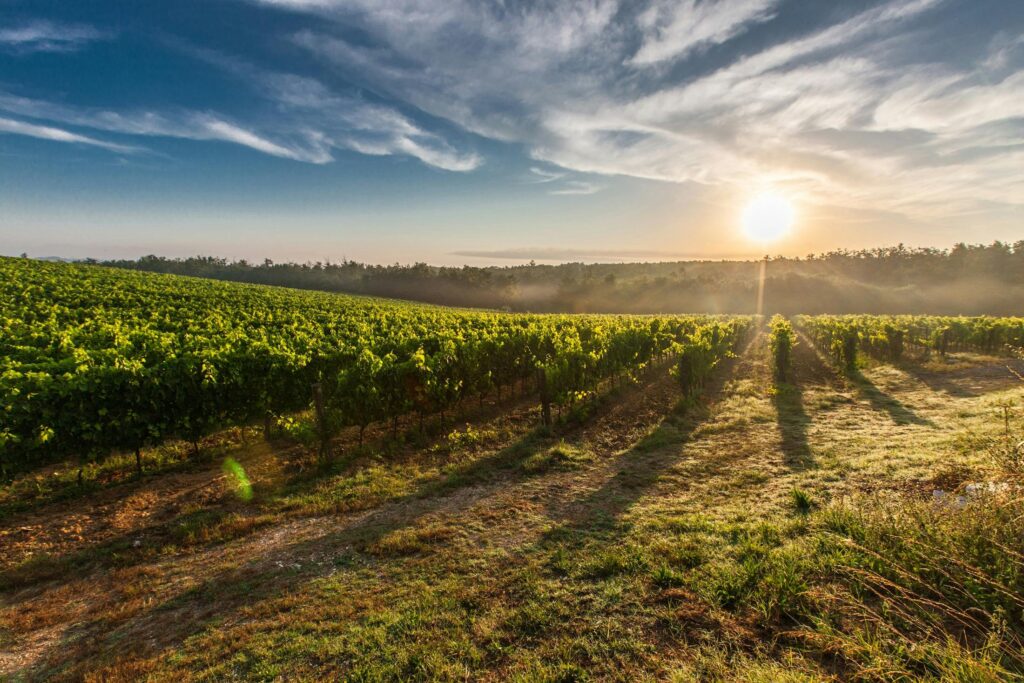 A serene vineyard bathed in the golden light of sunset, encapsulating the timeless beauty and authentic soul of The Real Catalonia Beyond Barcelona.